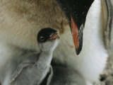 An Adult Gentoo Penguin Looks Down at its Small Chick