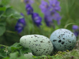 A Speckled Thick-Billed Murres Egg Nestled Among Purple Wildflowers