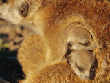 Buy Two Meerkat Pups Sleep under the Arm of a Baby-Sitter at AllPosters.com