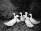 Ducks, Ireland