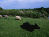 Pastoral Landscape with Cattle and Sheep