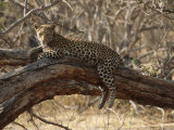 A Leopard, Panthera Pardus, Resting on a Large Tree Limb