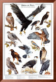Birds of Prey I