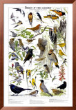 Birds of the Garden Summer