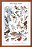 Buy Birds of the Garden Winter I at AllPosters.com