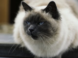 A Pet Cat Onboard a Trawler