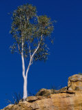 A View of a Eucalyptus Tree at the Top of a Cliff