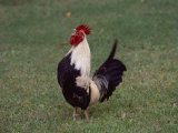 A Crowing Rooster Standing on a Lawn