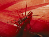 Solitary Red Ant