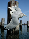 A Herring Gull Flies Among Weathered Pilings