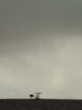 An Ostrich Stands on the Distant Horizon