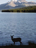 Buy Mule Deer Standing on the Edge of Maligne Lake at AllPosters.com