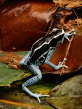Poison-Dart Frog