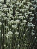Buy Garlic Chives, Whose Growth is Encouraged by Nipping the Flowers at AllPosters.com