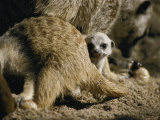 A Meerkat Pup Peers at the Camera