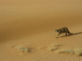 A Mountain Lions Walks Across a Desert Landscape