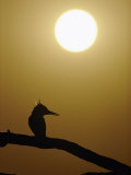 A Pied Kingfisher Perched on a Tree Branch