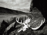 A Moose Skull Lays Along the Rocky Coast of the Alsek River in Alaska
