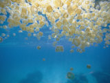 Sea Thimble Jellyfish