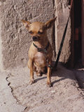 In This Close-up, a Short-Haired Chihuahua (Canis Familiaris) Sits on a Doorsill in the Sun