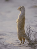 A Yellow Mongoose Stands on its Hind Legs to Survey the Surrounding Area