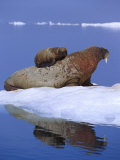 A Young Atlantic Walrus Calf Seeks Refuge from Predators by Climbing on its Mothers Back