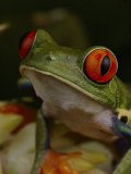 Buy Red-Eyed Tree Frog at AllPosters.com