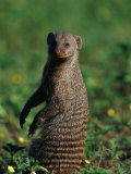 A Banded Mongoose Sits Upright to Get a Better Look at Things