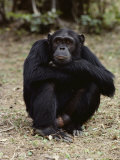 Buy A Close-up of One of the Many Chimpanzees at Gombe Stream National Park at AllPosters.com
