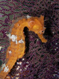 A Close-View Image of a Pacific Sea Horse