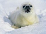 A Newborn Gray Seal Pup Lifts its Head and Stares Directly at the Camera