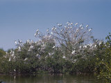 A Flock of Wood Ibises Rest on Tree Branches
