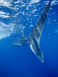 Buy A Tail-End View of a Whale Shark at AllPosters.com
