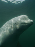 Close-up of a Beluga Whale