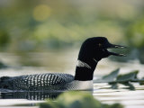 A Swimming Male Loon in Breeding Plumage Emits a Call