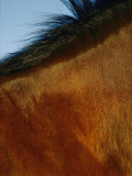 A Horses Neck and Mane