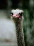 A Close View of the Face of a Captive Ostrich
