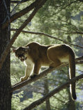 Buy Backlit Mountain Lion Stands on a Pine Branch at AllPosters.com