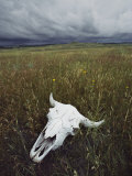 A Lone Bison Skull Nestled in the Grasses of Custer State Park