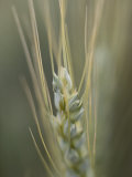 Buy Close-up of the Head of a Wheat Plant at AllPosters.com