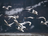 Buy Swans Flying Low over Water at AllPosters.com