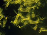 Diatoms