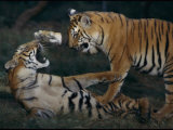 Two Bengal Tiger Cubs Wrestle Inside Their Enclosure