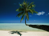 A Single Palm Tree Grows Horizontally Across the Beach