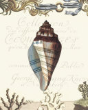 Buy Coquilles I at AllPosters.com