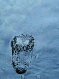 American Alligator