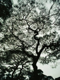 A Gnarled, Spreading Japanese Red Pine Tree on the Grounds of Ginkaku-Ji Temple