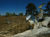 Florida Scrub Jay