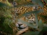 A Jaguar Peers Through a Cluster of Leaves