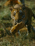 Tiger in an Enclosure at Madhav National Park